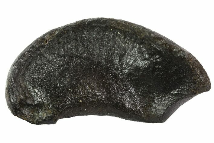 Fossil Whale Ear Bone - Miocene #95739